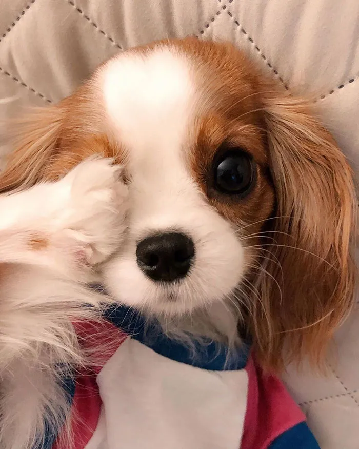 This Adorable 2-Year-Old Puppy Is So Tiny, It's Hard To Believe He's Fully Grown