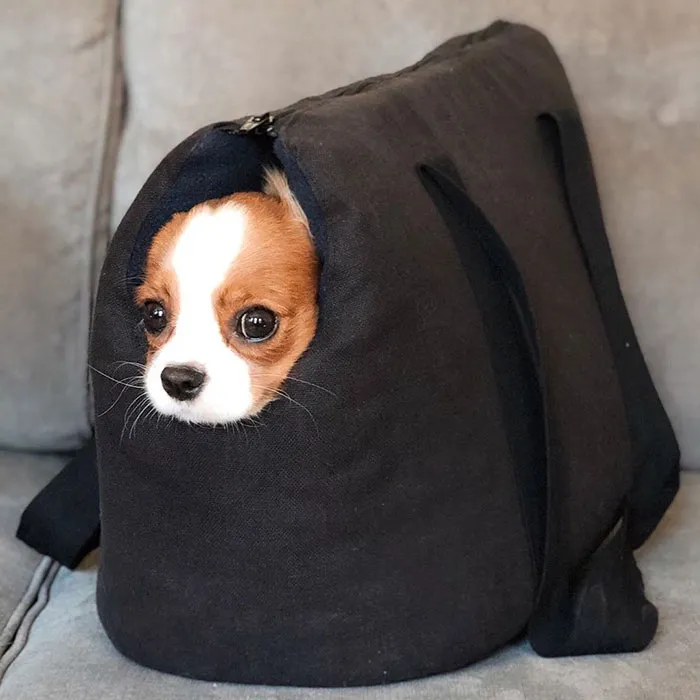 This Adorable 2-Year-Old Puppy Is So Tiny, It's Hard To Believe He's Fully Grown