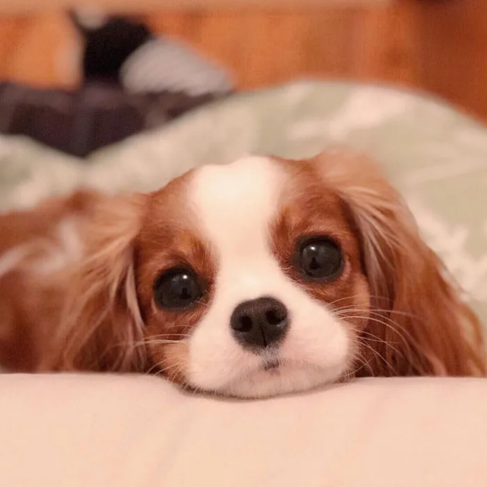 This Adorable 2-Year-Old Puppy Is So Tiny, It's Hard To Believe He's Fully Grown