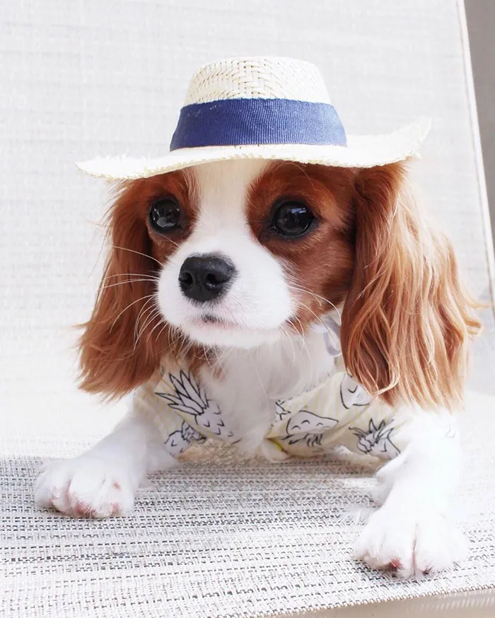 This Adorable 2-Year-Old Puppy Is So Tiny, It's Hard To Believe He's Fully Grown