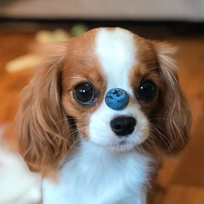This Adorable 2-Year-Old Puppy Is So Tiny, It's Hard To Believe He's Fully Grown