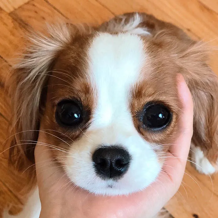 This Adorable 2-Year-Old Puppy Is So Tiny, It's Hard To Believe He's Fully Grown