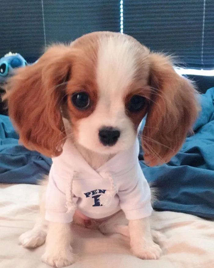 This Adorable 2-Year-Old Puppy Is So Tiny, It's Hard To Believe He's Fully Grown