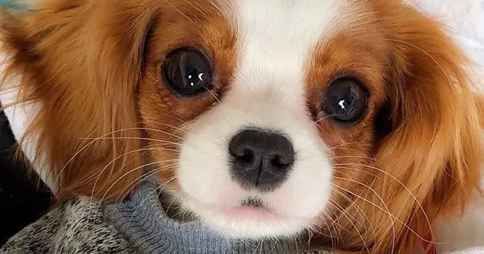 This Adorable 2-Year-Old Puppy Is So Tiny, It's Hard To Believe He's Fully Grown