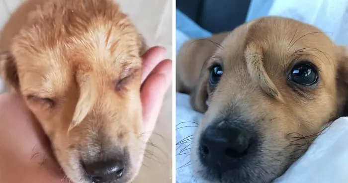 This Rescue Puppy Has A Tail Growing Out Of His Forehead