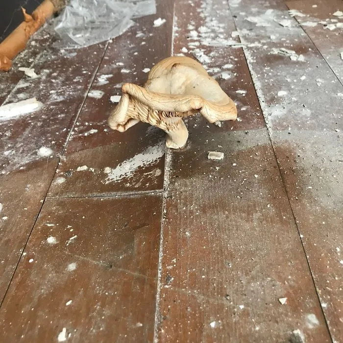 30 Worst Things Seen During Structural Inspections (New Pics)