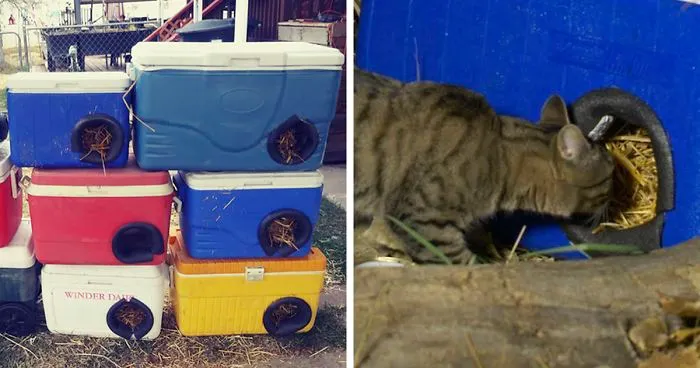 Man Makes Winter Shelters For Stray Cats Out Of Discarded Coolers