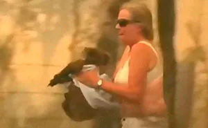 Woman Saves A Scorched And Screaming Koala With The Shirt Off Her Own Back