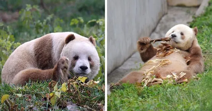 The World's Only Captive Brown Panda That Was Bullied As A Cub Gets Adopted
