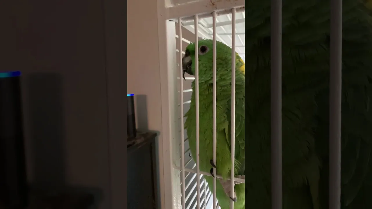 Crazy Jordy The Parrot Makes Amazon Alexa
shopping List
