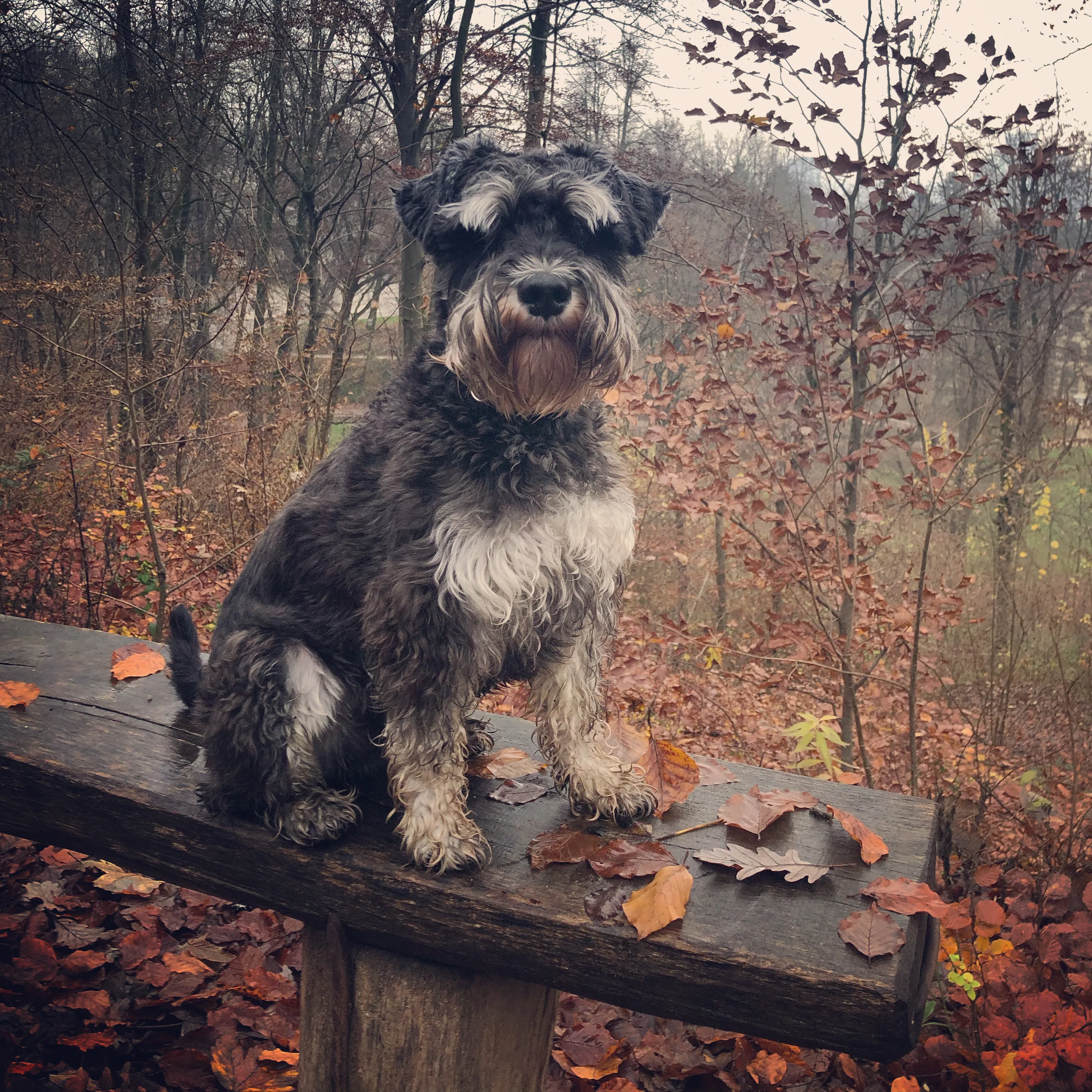 Mini Schnauzer - The Perfect Companion
