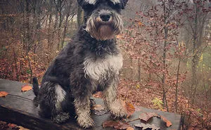 Mini Schnauzer - The Perfect Companion