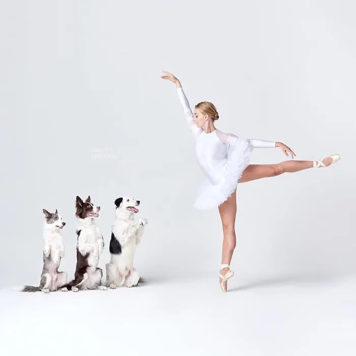 Ballet Dancers And Dogs Pose Together For A Photoshoot And The Result Will Make Your Day (40 Pics)