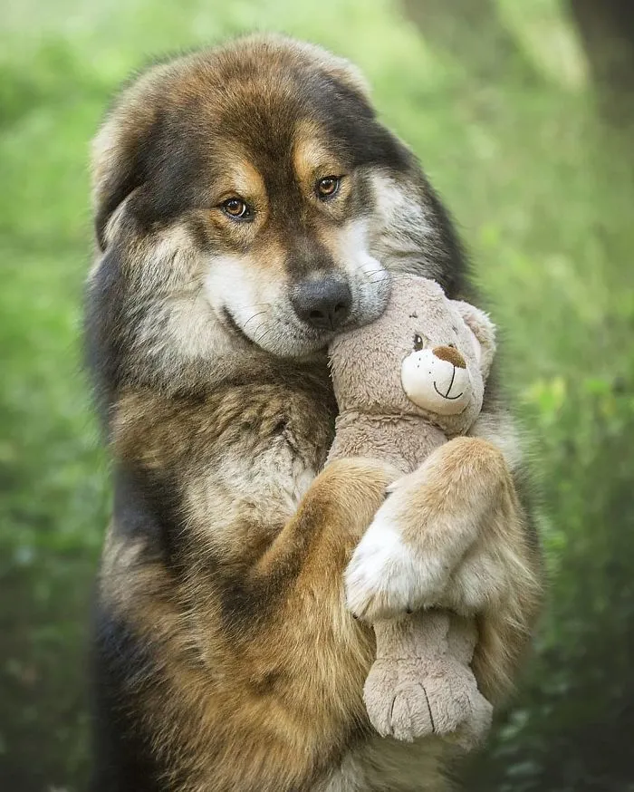 Narbu, deja de ser tan adorable, mi corazón no resiste más