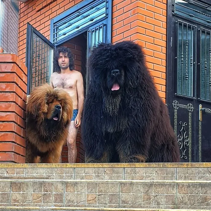 Mis fantásticos perros