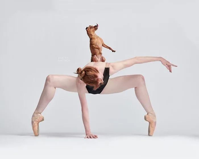 Ballet Dancers And Dogs Pose Together For A Photoshoot And The Result Will Make Your Day (40 Pics)
