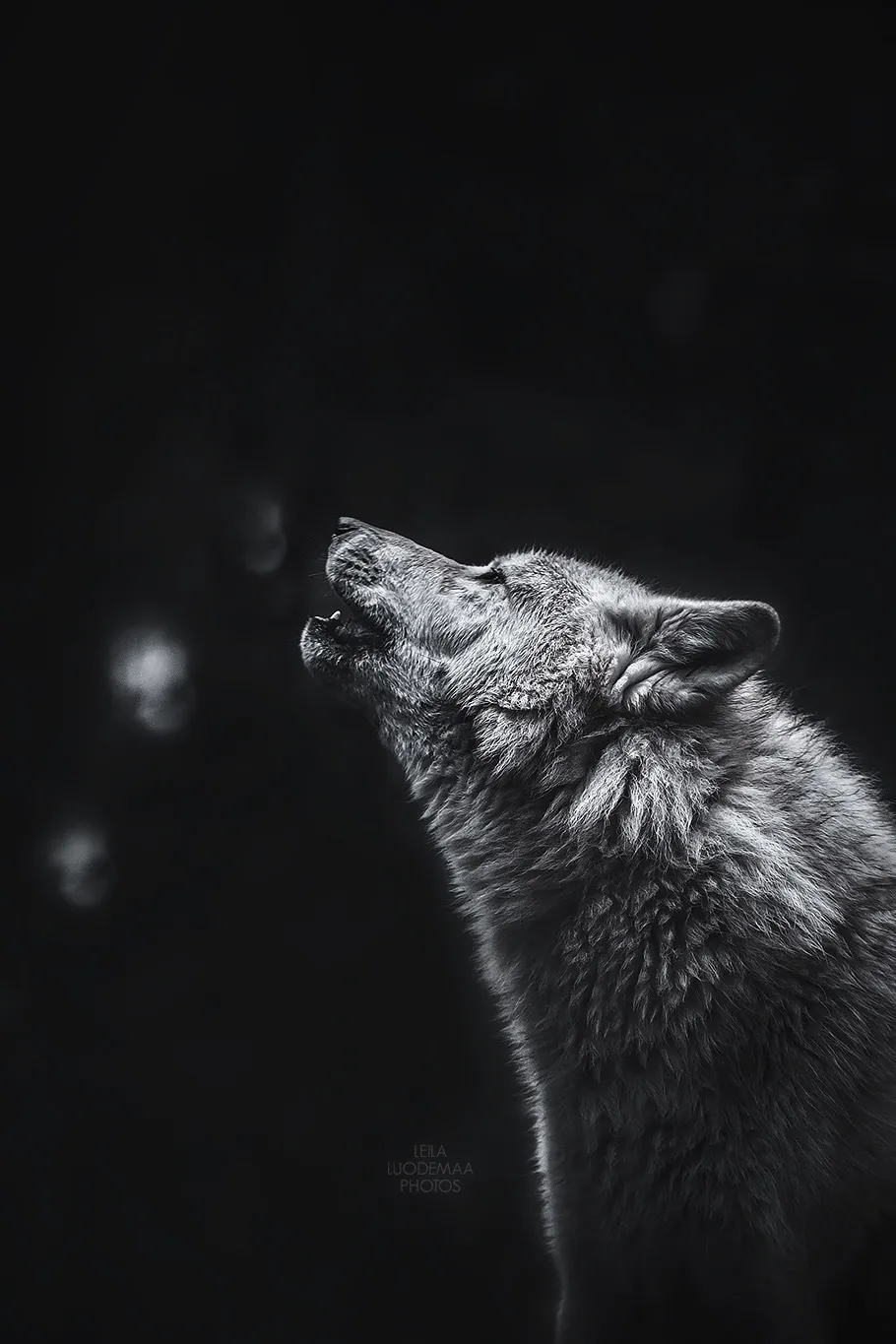 American Wolfdog Ylva