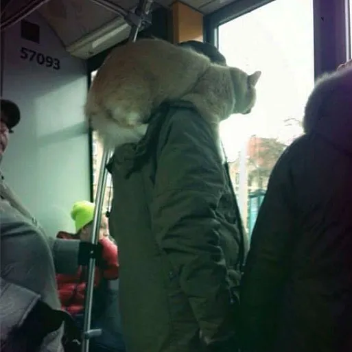 Esta cuenta de Instagram recopila cosas divertidas y curiosas vistas en el transporte público (40 fotos)