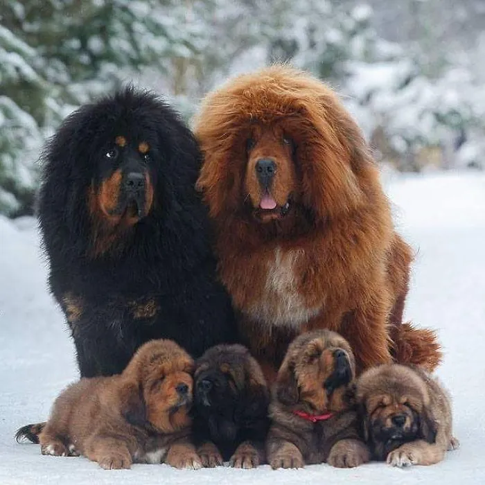 Familia