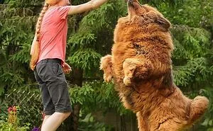 People Are Posting Funny And Cute Photos Of Tibetan Mastiffs, And They Are Truly The Gentlest Giants (30 Pics)