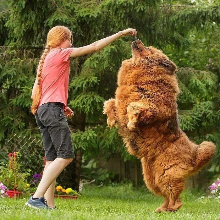 Dancing With Tibetan Mastiff