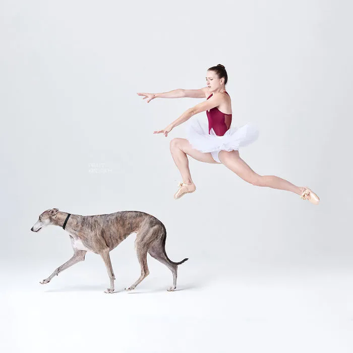 Ballet Dancers And Dogs Pose Together For A Photoshoot And The Result Will Make Your Day (40 Pics)