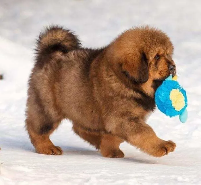 Cachorrito