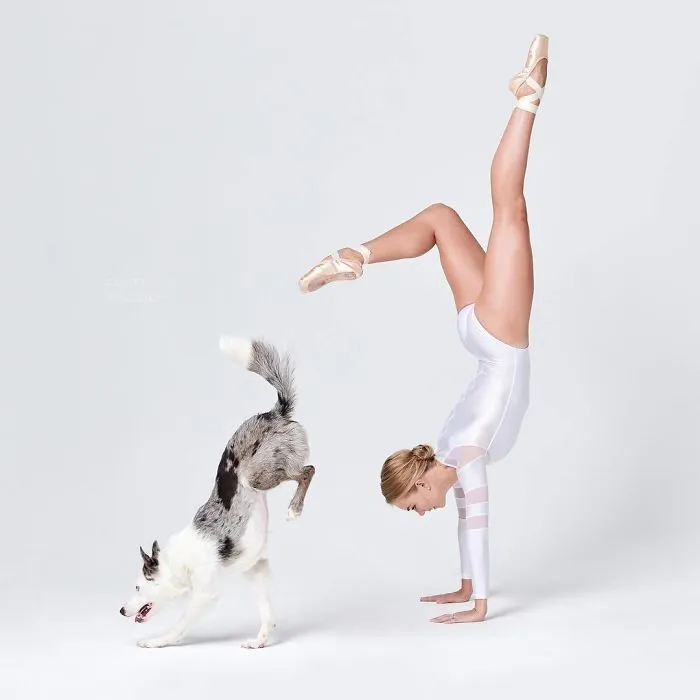 Ballet Dancers And Dogs Pose Together For A Photoshoot And The Result Will Make Your Day (40 Pics)