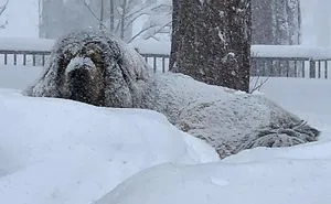 People Are Posting Funny And Cute Photos Of Tibetan Mastiffs, And They Are Truly The Gentlest Giants (30 Pics)