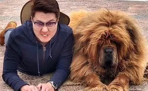 People Are Posting Funny And Cute Photos Of Tibetan Mastiffs, And They Are Truly The Gentlest Giants (30 Pics)
