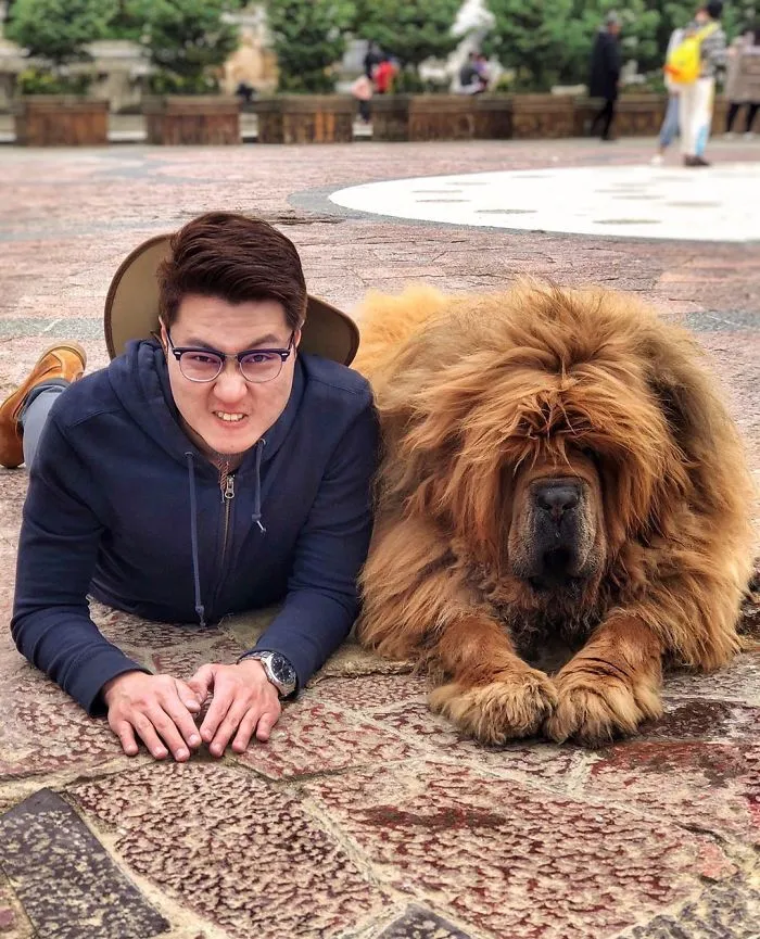 Mastiff And Me