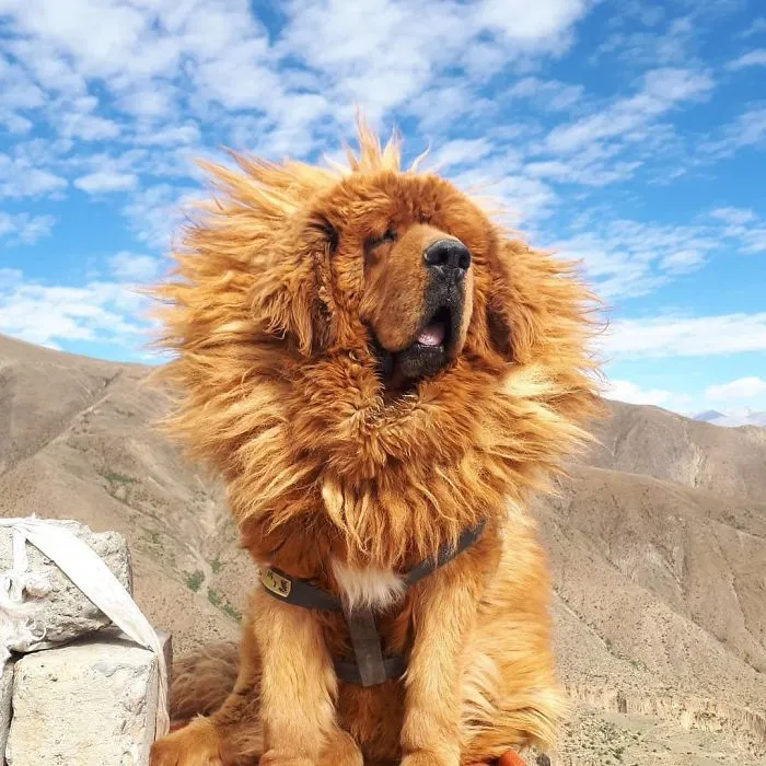 Majestuoso
