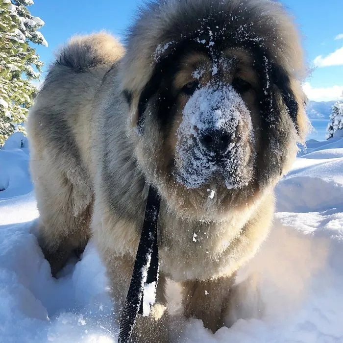 Tras la primera nevada