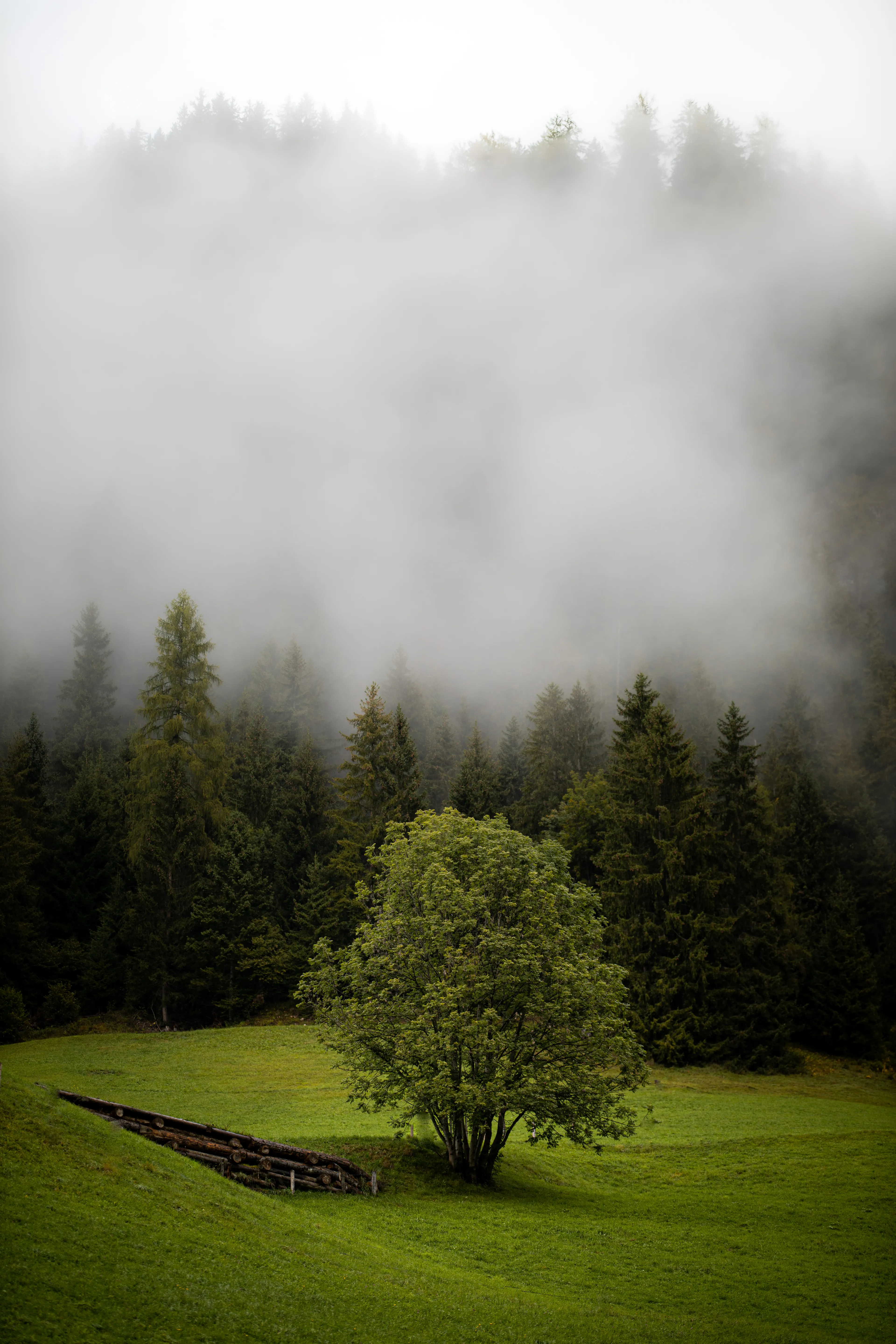 Sex Of Trees