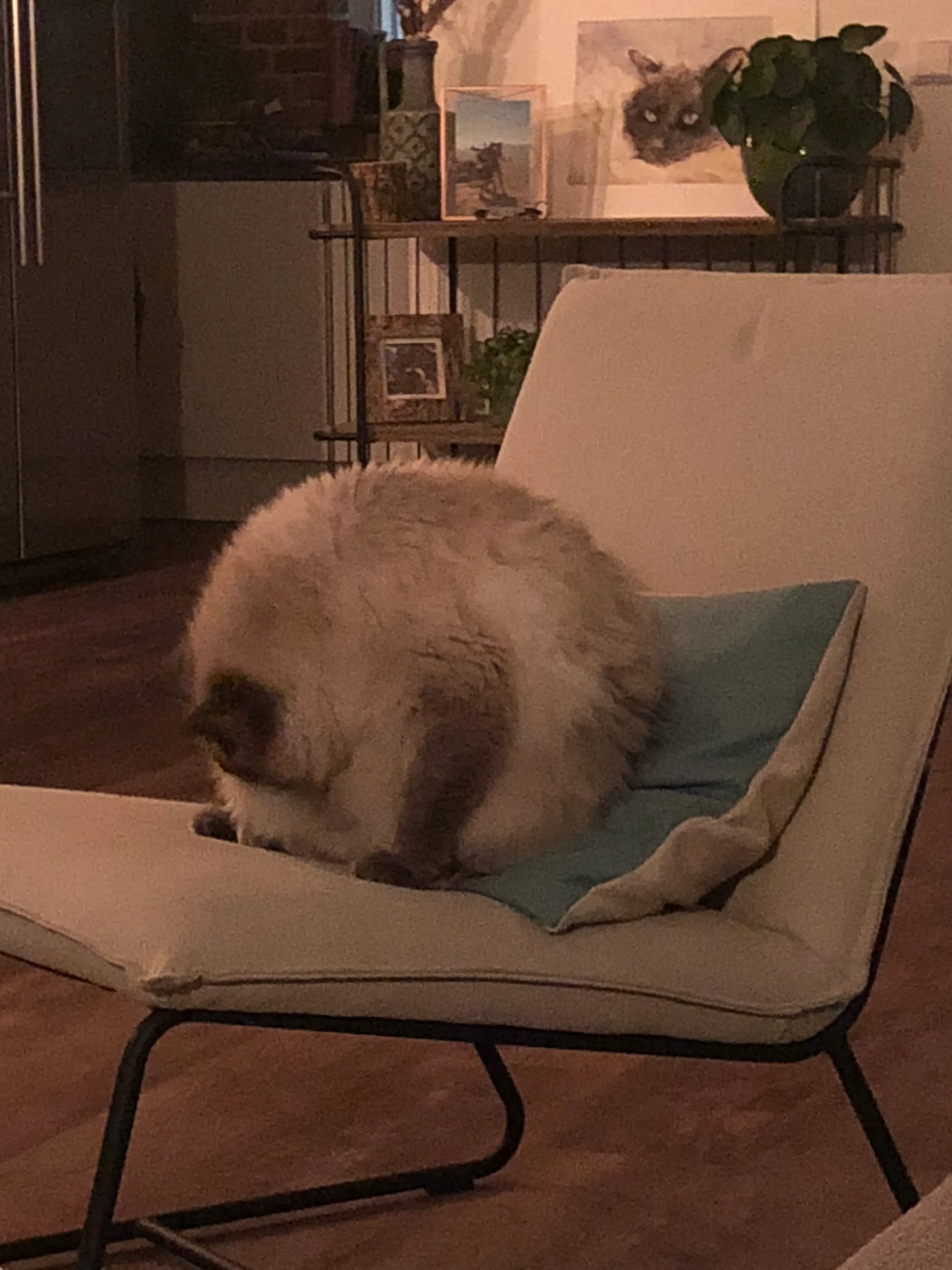 For The Cat Post