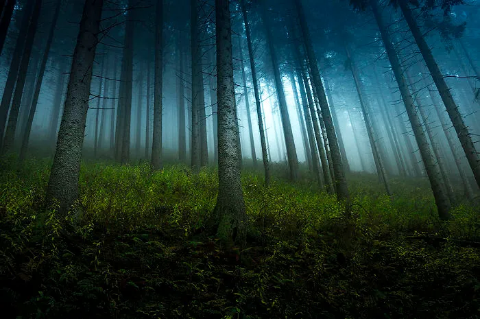 Misty Forest, Tatra Mountains, Poland