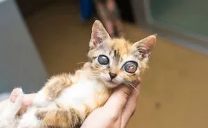 Her “Galaxy Eyes” Made Her An Instagram Star, Her Resilience Made Her A Survivor