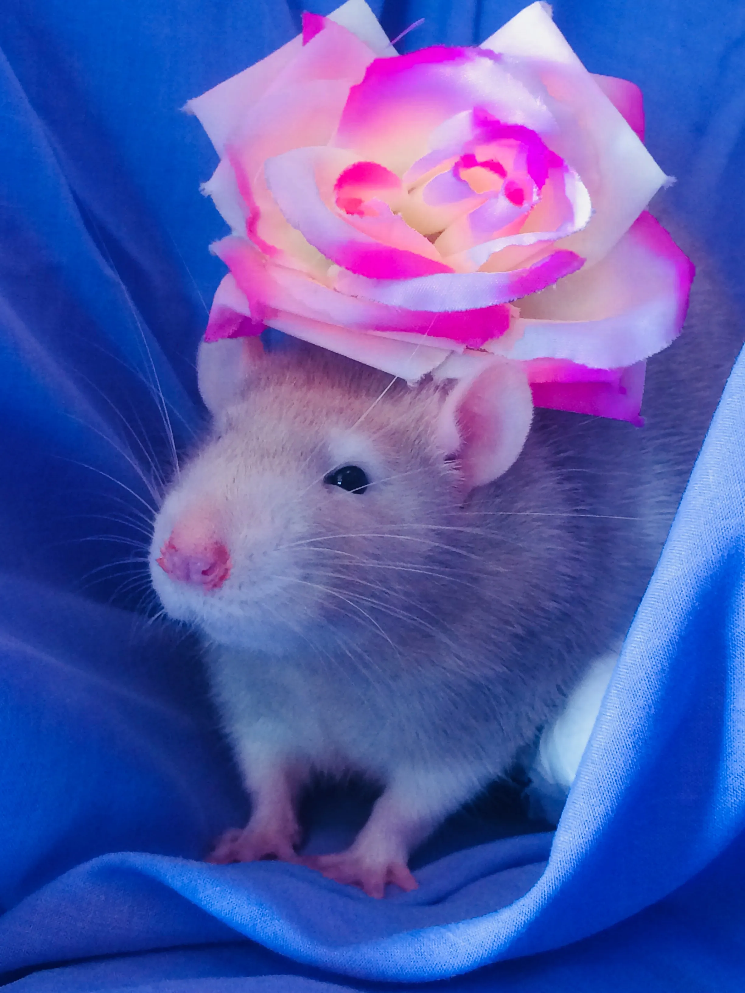 All About My Rat Rosie!🐭