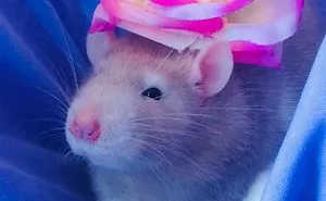 All About My Rat Rosie!🐭