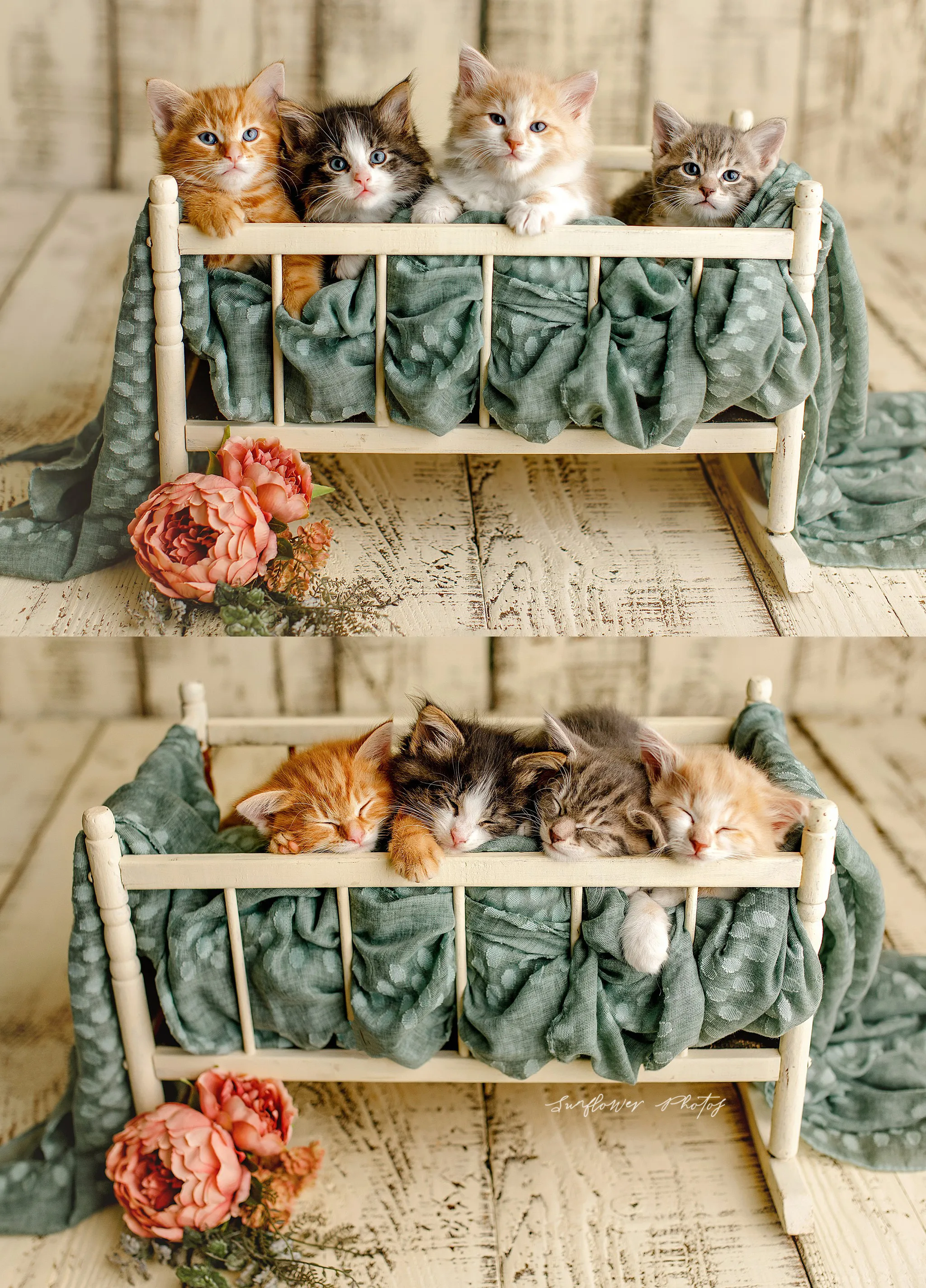 The Sweetest Little Kittens That You Ever Did See!