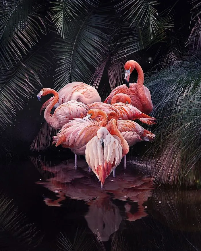 Flovemingo