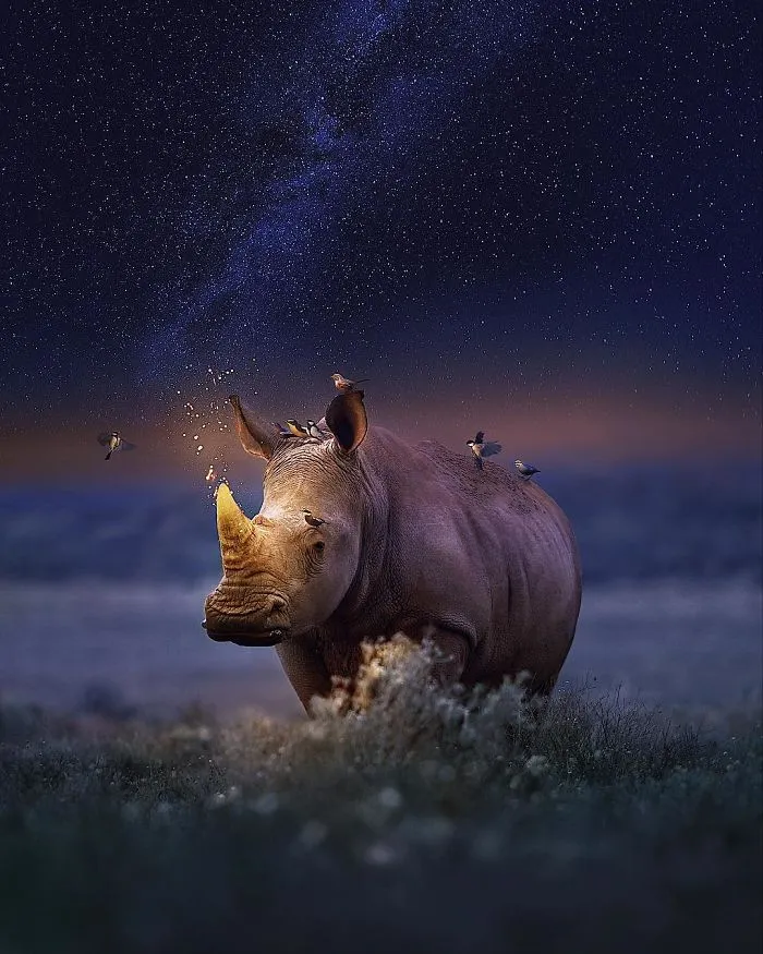 Rhinocorn