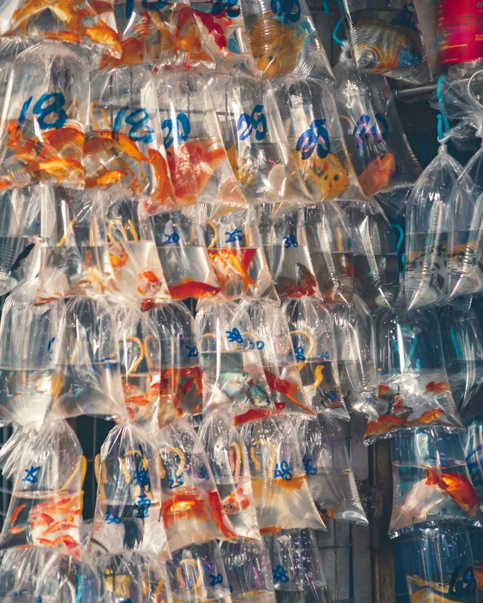Fish Market