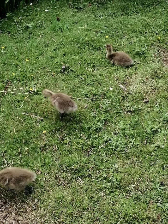 Ducks Again