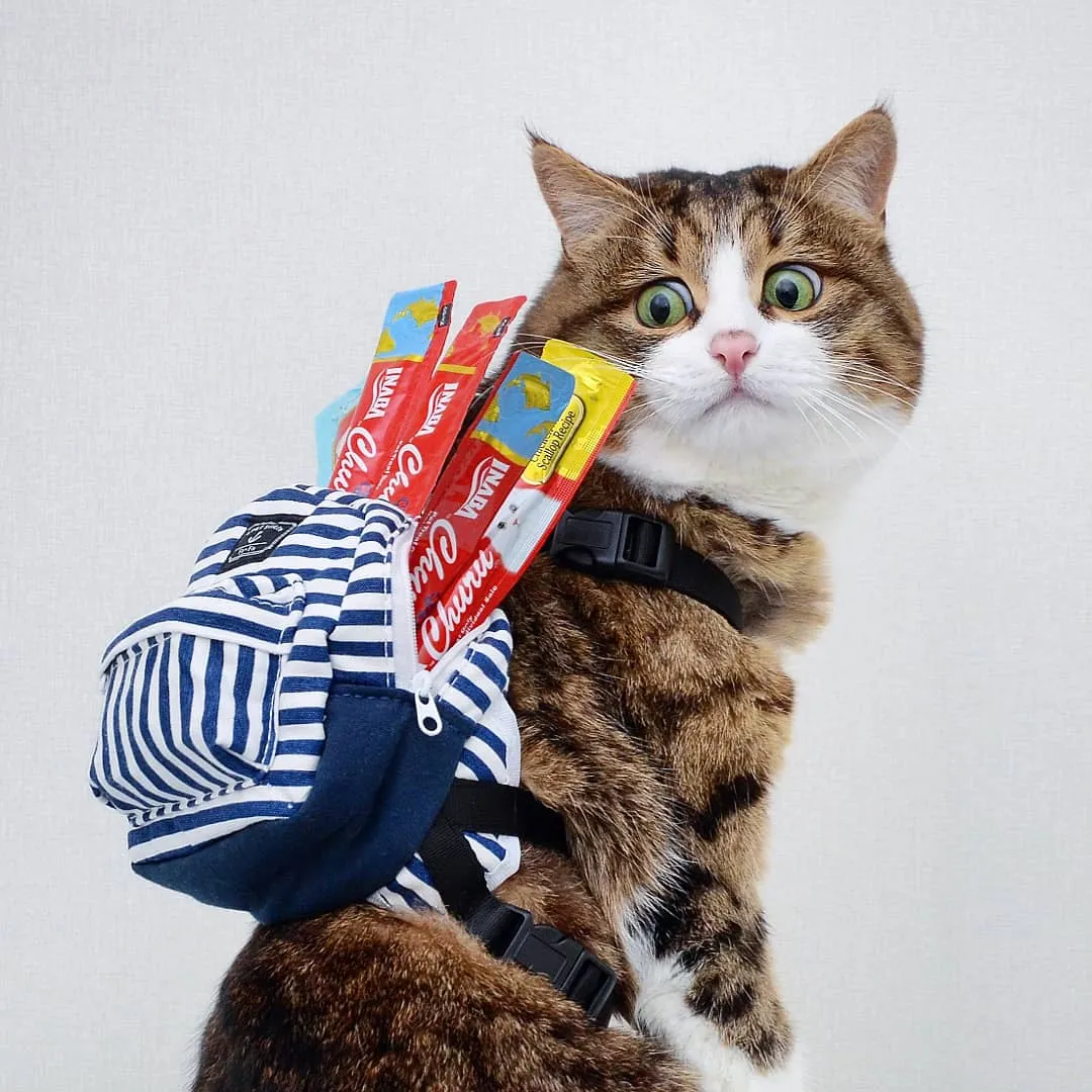 Instagram Cat Who Killed The Halloween Costume Game