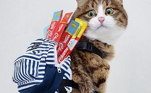 Instagram Cat Who Killed The Halloween Costume Game