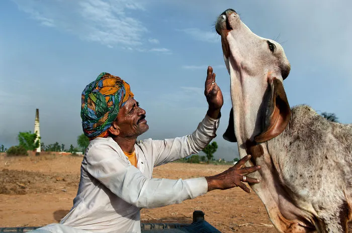 30 Photographs That Explore The Relationship Between Animals And Humans By Steve McCurry