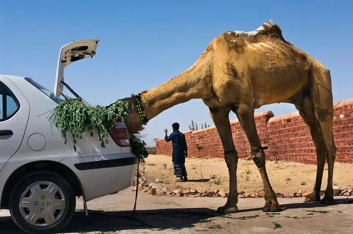 30 Photographs That Explore The Relationship Between Animals And Humans By Steve McCurry