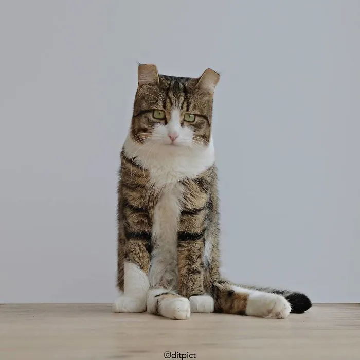 Indonesian Digital Artist Aditya Aryanto Photoshops Animals Into Surreal, Silly, And Unexpected Situations (50 Pics)