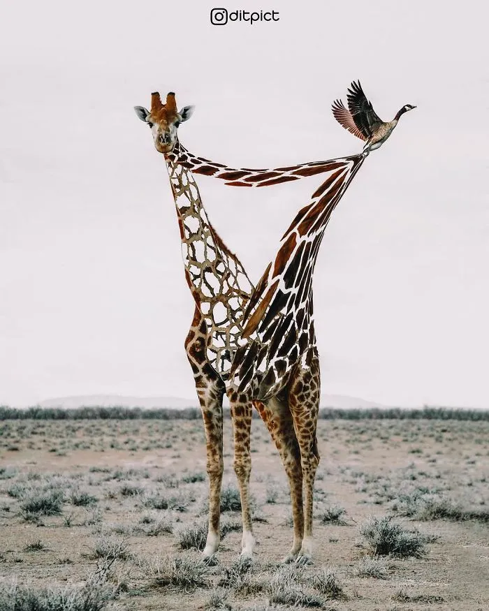 Indonesian Digital Artist Aditya Aryanto Photoshops Animals Into Surreal, Silly, And Unexpected Situations (50 Pics)